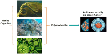 Graphical abstract: Polysaccharides from marine biological resources and their anticancer activity on breast cancer