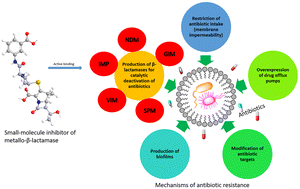 Graphical abstract: Small-molecule inhibitors of bacterial-producing metallo-β-lactamases: insights into their resistance mechanisms and biochemical analyses of their activities
