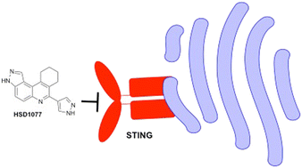 Graphical abstract: STING antagonists, synthesized via Povarov–Doebner type multicomponent reaction
