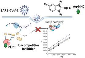 Graphical abstract: Silver N-heterocyclic carbene complexes are potent uncompetitive inhibitors of the papain-like protease with antiviral activity against SARS-CoV-2