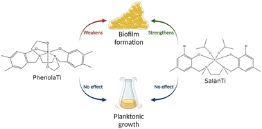 Graphical abstract: Titanium complexes affect Bacillus subtilis biofilm formation