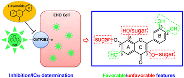 Graphical abstract: Investigating the interactions of flavonoids with human OATP2B1: inhibition assay, IC50 determination, and structure–activity relationship analysis