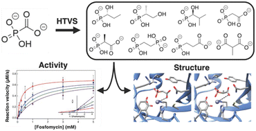 Graphical abstract: Identification and analysis of small molecule inhibitors of FosB from Staphylococcus aureus