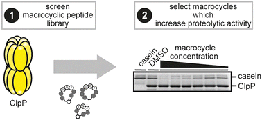 Graphical abstract: Identification of macrocyclic peptides which activate bacterial cylindrical proteases