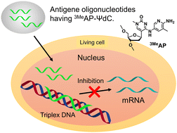 Graphical abstract: Inhibition of transcription and antiproliferative effects in a cancer cell line using antigene oligonucleotides containing artificial nucleoside analogues