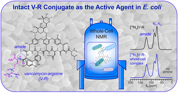 Graphical abstract: Detection of intact vancomycin–arginine as the active antibacterial conjugate in E. coli by whole-cell solid-state NMR