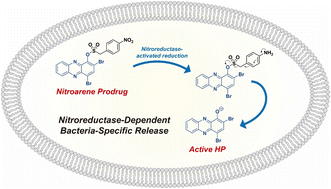 Graphical abstract: Design, synthesis and evaluation of halogenated phenazine antibacterial prodrugs targeting nitroreductase enzymes for activation