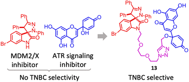 Graphical abstract: Hybrid molecules of protoflavones and spirooxindole derivatives with selective cytotoxicity against triple-negative breast cancer cells