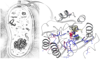 Graphical abstract: α-Aminophosphonate inhibitors of metallo-β-lactamases NDM-1 and VIM-2