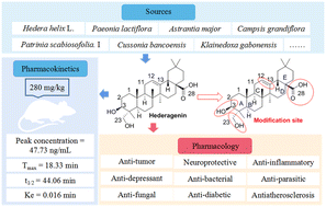 Graphical abstract: Pharmacological overview of hederagenin and its derivatives