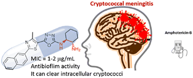 Graphical abstract: Naphthylthiazoles: a class of broad-spectrum antifungals