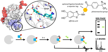 Graphical abstract: Designing photoaffinity tool compounds for the investigation of the DENV NS2B–NS3 protease allosteric binding pocket