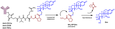 Graphical abstract: ValCitGlyPro-dexamethasone antibody conjugates selectively suppress the activation of human monocytes