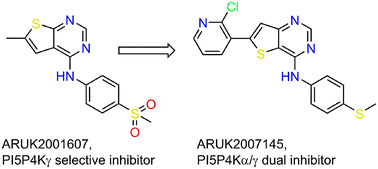 Graphical abstract: The rational design of ARUK2007145, a dual inhibitor of the α and γ isoforms of the lipid kinase phosphatidylinositol 5-phosphate 4-kinase (PI5P4K)