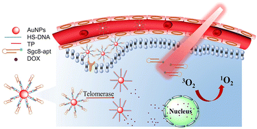 Graphical abstract: Telomerase-activated Au@DNA nanomachine for targeted chemo-photodynamic synergistic therapy