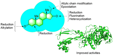 Graphical abstract: Guggulsterone – a potent bioactive phytosteroid: synthesis, structural modification, and its improved bioactivities