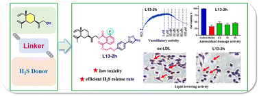 Graphical abstract: Discovery of novel β-elemene hybrids with hydrogen sulfide-releasing moiety possessing cardiovascular protective activity for the treatment of atherosclerosis