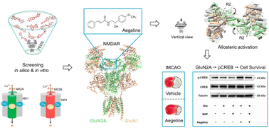 Graphical abstract: Discovery of novel positive allosteric modulators targeting GluN1/2A NMDARs as anti-stroke therapeutic agents