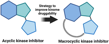 Graphical abstract: Kinase inhibitor macrocycles: a perspective on limiting conformational flexibility when targeting the kinome with small molecules