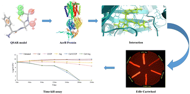 Graphical abstract: Development of pharmacophore models for AcrB protein and the identification of potential adjuvant candidates for overcoming efflux-mediated colistin resistance