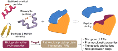 Graphical abstract: Stabilized cyclic peptides as modulators of protein–protein interactions: promising strategies and biological evaluation