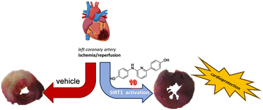 Graphical abstract: Sirtuin 1-activating derivatives belonging to the anilinopyridine class displaying in vivo cardioprotective activities