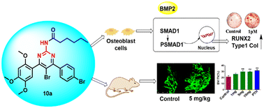 Graphical abstract: Design, synthesis and biological evaluation of novel pyrimidine derivatives as bone anabolic agents promoting osteogenesis via the BMP2/SMAD1 signaling pathway