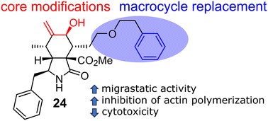 Graphical abstract: Synthesis and migrastatic activity of cytochalasin analogues lacking a macrocyclic moiety