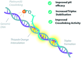 Graphical abstract: Thiazole orange-carboplatin triplex-forming oligonucleotide (TFO) combination probes enhance targeted DNA crosslinking