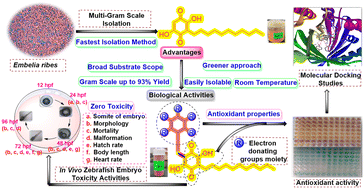 Graphical abstract: Synthesis of novel rapanone derivatives via organocatalytic reductive C-alkylation: biological evaluation of antioxidant properties, in vivo zebrafish embryo toxicity, and docking studies