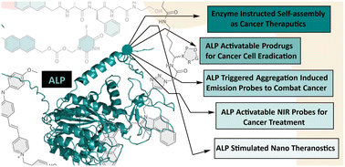 Graphical abstract: Emerging potential approaches in alkaline phosphatase (ALP) activatable cancer theranostics