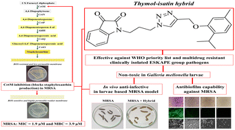 Graphical abstract: The development of thymol–isatin hybrids as broad-spectrum antibacterial agents with potent anti-MRSA activity