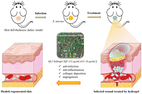 Graphical abstract: Carbopol 940-based hydrogels loading synergistic combination of quercetin and luteolin from the herb Euphorbia humifusa to promote Staphylococcus aureus infected wound healing