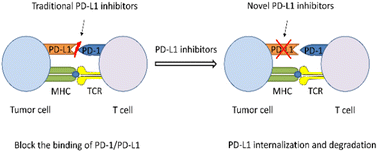 Graphical abstract: Beyond inhibition against the PD-1/PD-L1 pathway: development of PD-L1 inhibitors targeting internalization and degradation of PD-L1