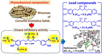 Graphical abstract: In vitro biological evaluation and in silico studies of linear diarylheptanoids from Curcuma aromatica Salisb. as urease inhibitors