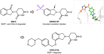 Graphical abstract: Development of sulfonyl fluoride chemical probes to advance the discovery of cereblon modulators