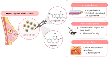 Graphical abstract: In vitro and in vivo evaluation of novel chromeno[2,3-d]pyrimidinones as therapeutic agents for triple negative breast cancer