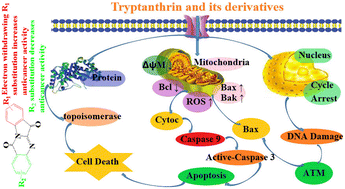 Graphical abstract: Recent advances of tryptanthrin and its derivatives as potential anticancer agents
