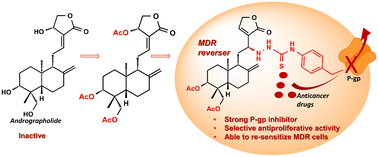 Graphical abstract: Nitrogen-containing andrographolide derivatives with multidrug resistance reversal effects in cancer cells