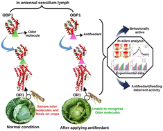 Graphical abstract: Bioactive molecules of Triadica sebifera as eco-friendly antifeedants against Plutella xylostella: a pest management approach