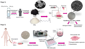 Graphical abstract: Enhancing osteogenic differentiation of mesenchymal stem cells seeded on a polycaprolactone/MoS2 nanofibrous scaffold through electrical stimulation