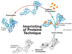 Graphical abstract: Theoretical design of imprinted albumin against foodborne toxins