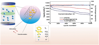 Graphical abstract: Single-atom cobalt encapsulated in carbon nanotubes as an effective catalyst for enhancing sulfur conversion in lithium–sulfur batteries