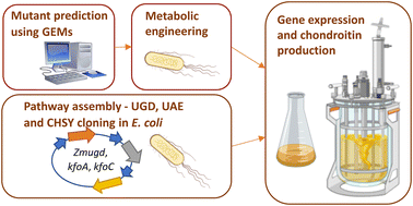 Graphical abstract: Optimization of chondroitin production in E. coli using genome scale models