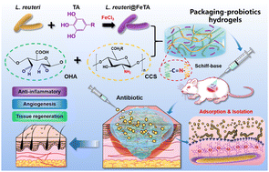 Graphical abstract: Metal-phenolic self-assembly shielded probiotics in hydrogel reinforced wound healing with antibiotic treatment