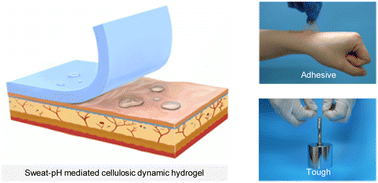 Graphical abstract: A sweat-pH-enabled strongly adhesive hydrogel for self-powered e-skin applications