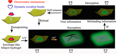 Graphical abstract: A 3D multistage information encryption platform with self-erasure function based on a synergistically shape-deformable and AIE fluorescence-tunable hydrogel