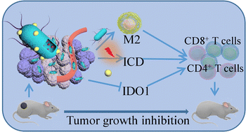 Graphical abstract: Bacteria engineered with intracellular and extracellular nanomaterials for hierarchical modulation of antitumor immune responses