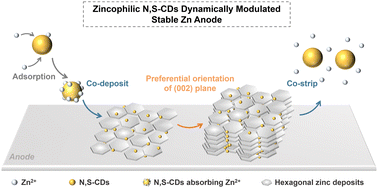 Graphical abstract: Durable modulation of Zn(002) plane deposition via reproducible zincophilic carbon quantum dots towards low N/P ratio zinc-ion batteries