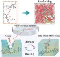 Graphical abstract: Self-healing bottlebrush polymer networks enabled via a side-chain interlocking design